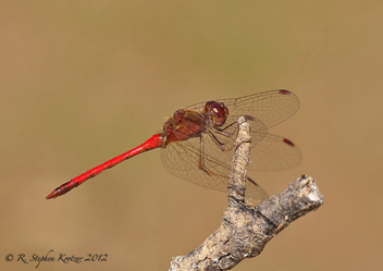 Sympetrum vicinum, male